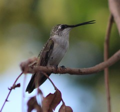 Archilochus colubris