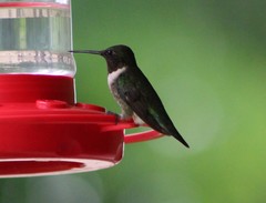 Archilochus colubris