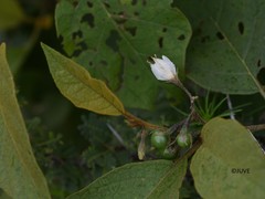 Solanum torvum