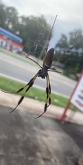 Trichonephila clavipes image