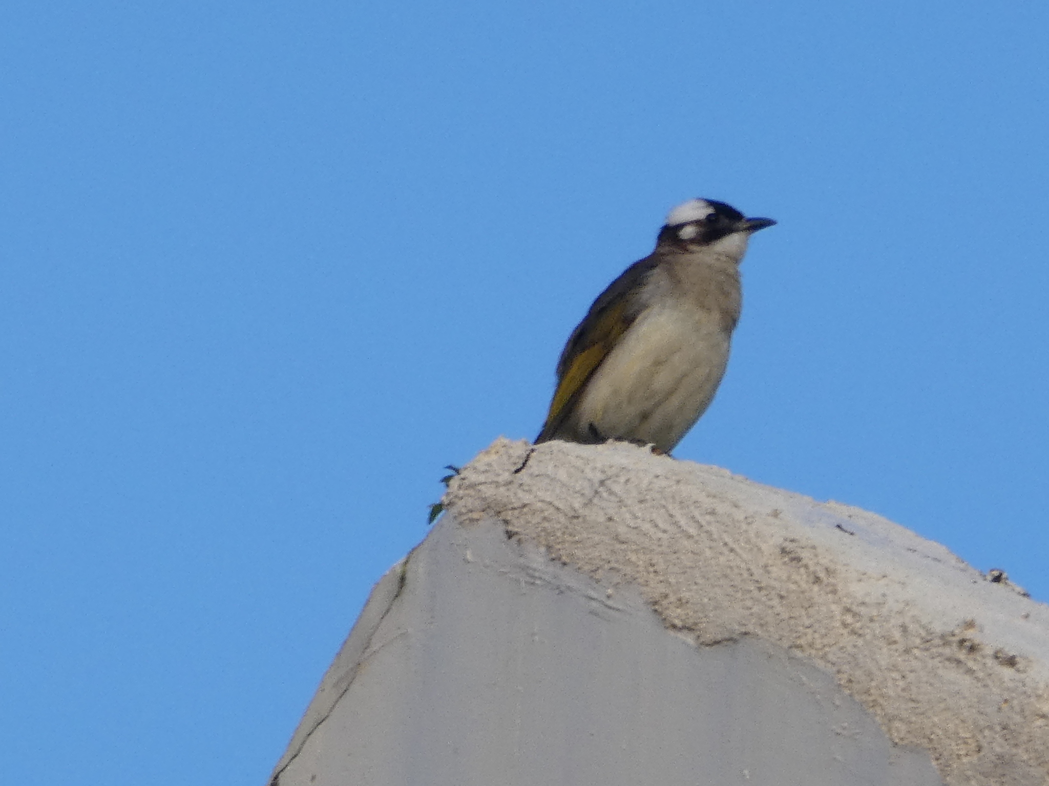 Light-vented Bulbul