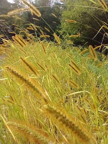 yellow foxtail (Setaria pumila)