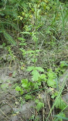 Geum macrophyllum perincisum