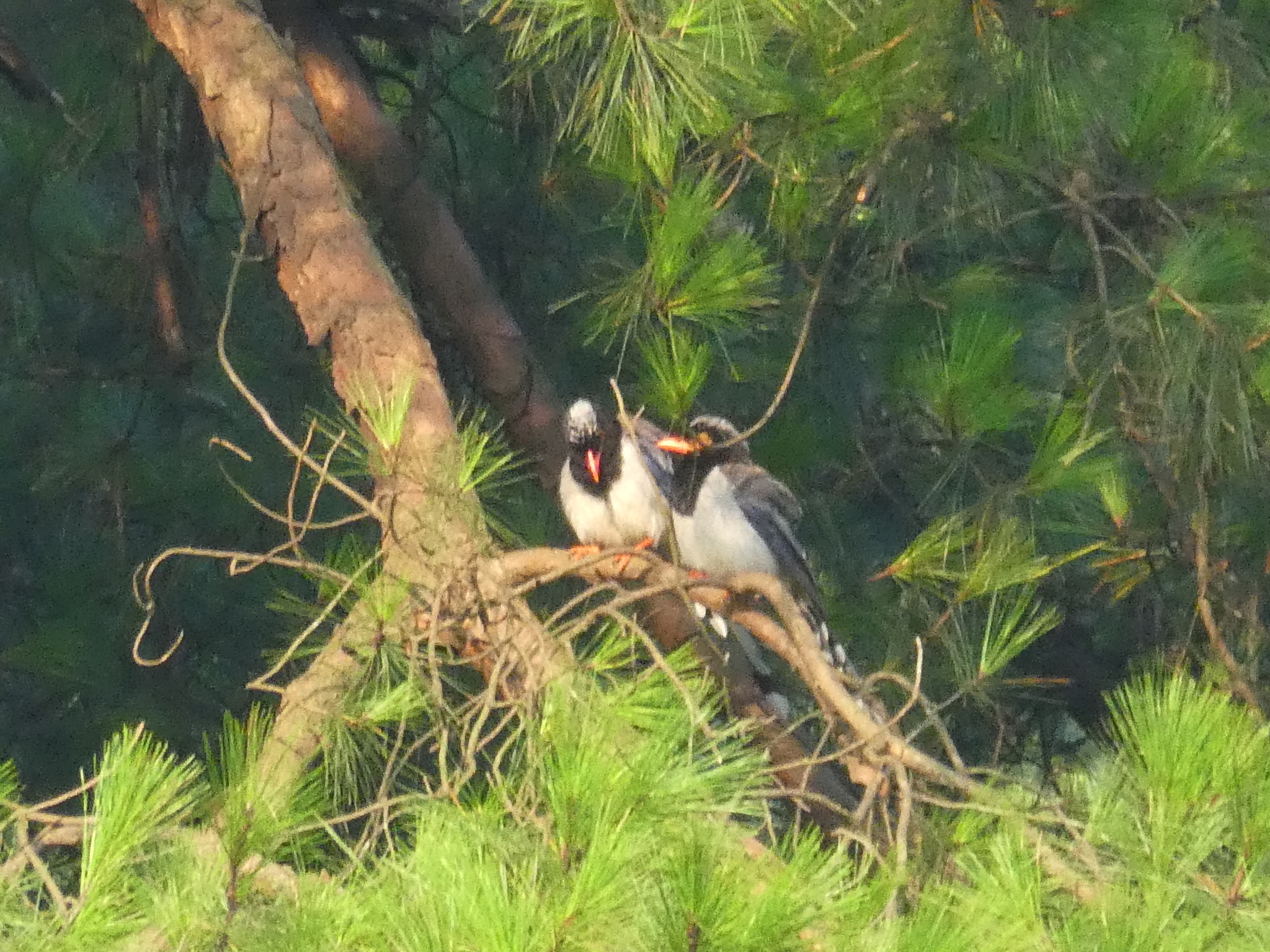 Red-billed Blue Magpie
