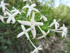 Bouvardia karwinskyi