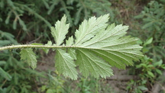 Geum macrophyllum perincisum