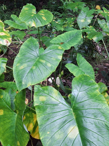 Xanthosoma sagittifolium