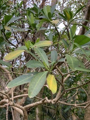 Voacanga thouarsii