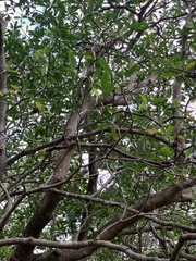 Voacanga thouarsii