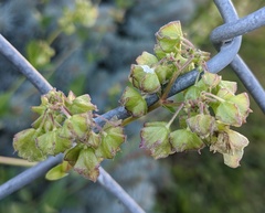 Mirabilis nyctaginea