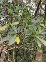 Voacanga thouarsii