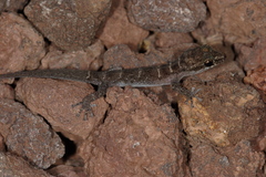 Phyllodactylus leei
