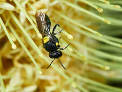 Amphylaeus obscuriceps