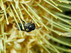 Amphylaeus obscuriceps