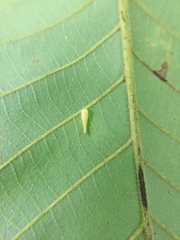 Caryomyia procumbens