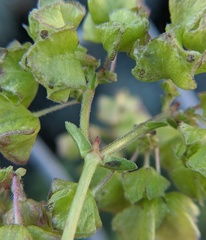 Mirabilis nyctaginea