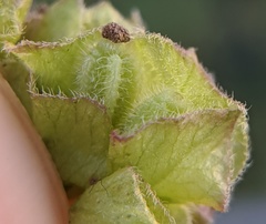 Mirabilis nyctaginea