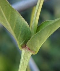 Mirabilis nyctaginea