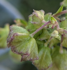 Mirabilis nyctaginea