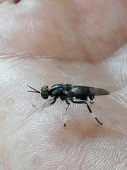Cyphomyia wiedemanni