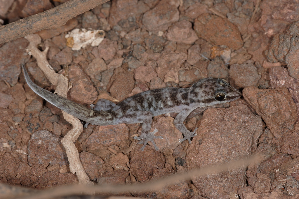 Chatham Leaf-Toed Gecko