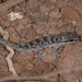 San Cristóbal Island Leaf-toed Gecko - Photo (c) Ryan Sawby, some rights reserved (CC BY-NC), uploaded by Ryan Sawby