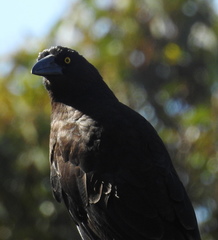 Strepera versicolor melanoptera