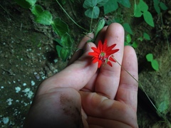Silene rotundifolia