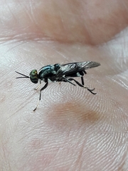 Cyphomyia wiedemanni