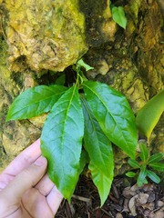 Gesneria pedunculosa