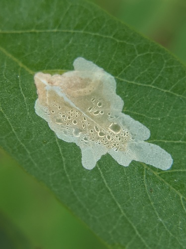 Locust Digitate Leafminer Moth