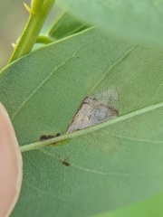 Parectopa robiniella