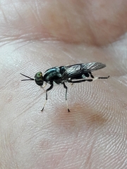 Cyphomyia wiedemanni