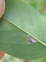 Parectopa robiniella