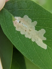 Parectopa robiniella