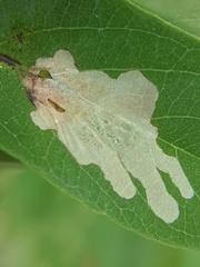 Parectopa robiniella