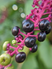Phytolacca americana