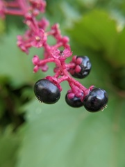 Phytolacca americana