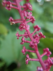 Phytolacca americana