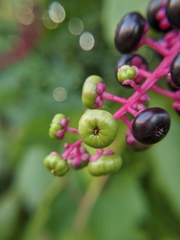 Phytolacca americana