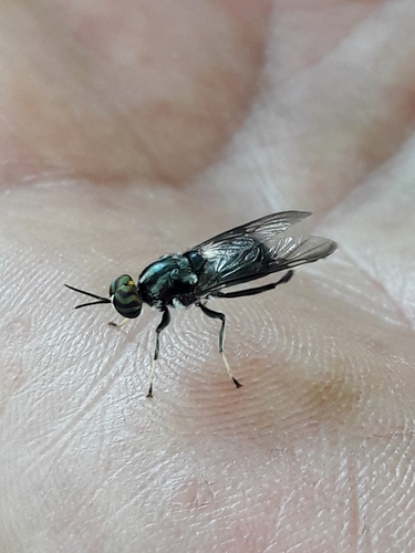 Cyphomyia wiedemanni