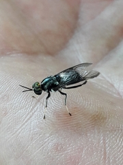 Cyphomyia wiedemanni