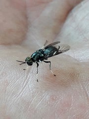 Cyphomyia wiedemanni