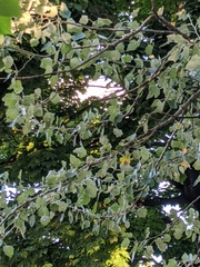Populus alba