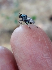 Cyphomyia wiedemanni