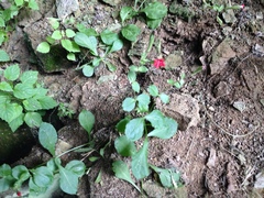 Silene rotundifolia