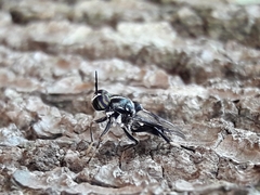 Cyphomyia wiedemanni