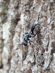 Cyphomyia wiedemanni