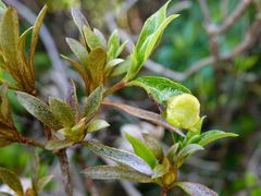 Exobasidium japonicum