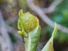 Exobasidium japonicum